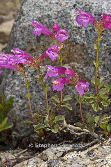 penstemon newberryi 3 graphic